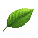leaf
